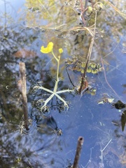 Utricularia radiata