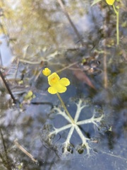 Utricularia radiata