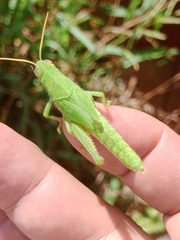 Schistocerca
