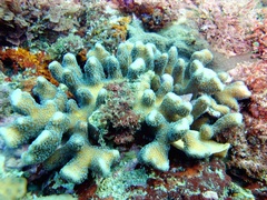 Stylophora