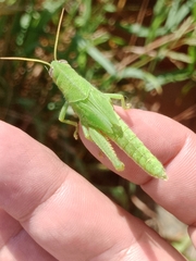 Schistocerca