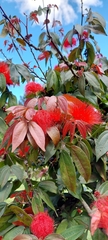 Calliandra trinervia