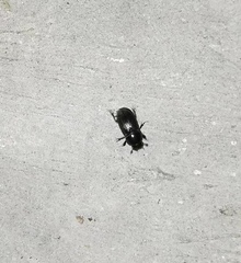 Aphodiinae