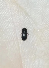 Aphodiinae