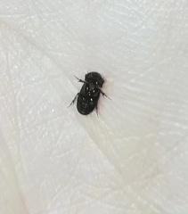 Aphodiinae