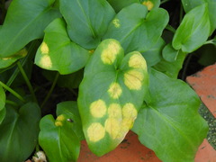 Phyllosiphon arisari