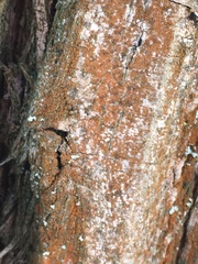 Trentepohlia