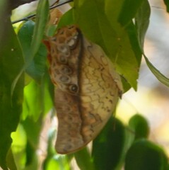 Charaxes varanes