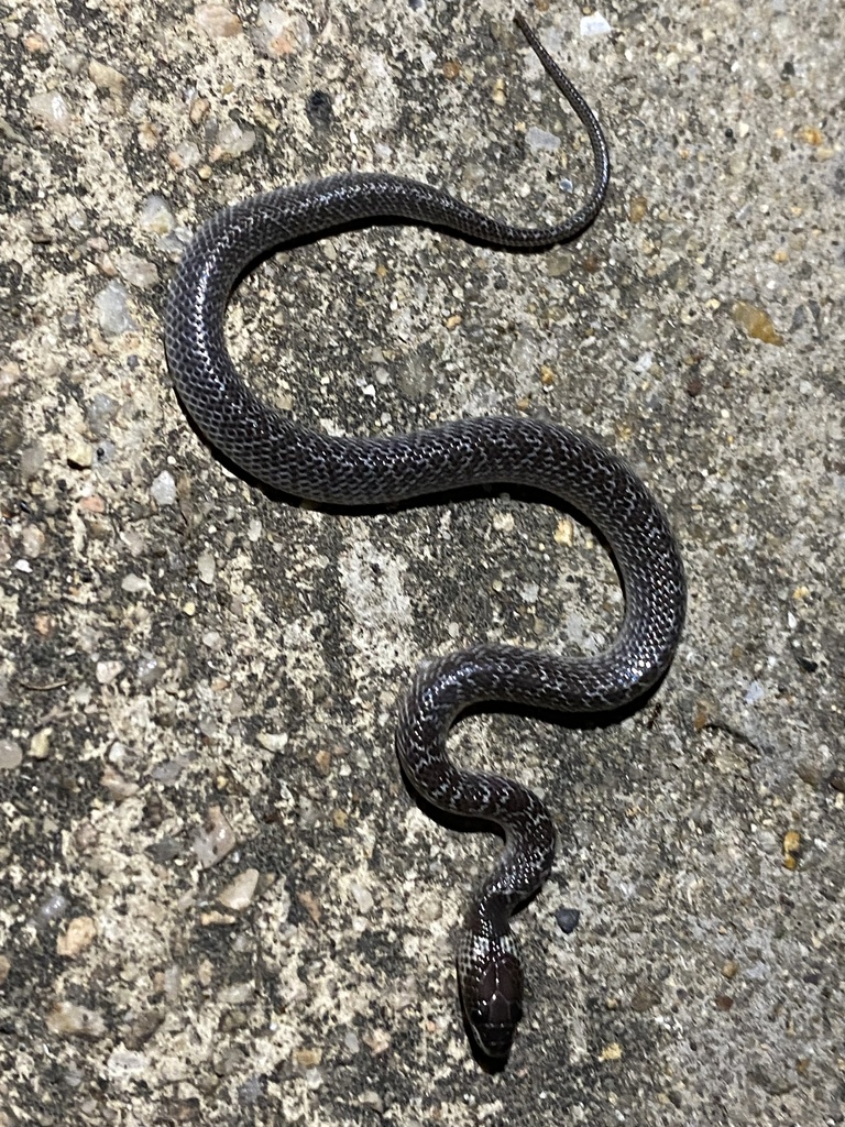 Common Wolf Snake in February 2023 by Simon Williams · iNaturalist