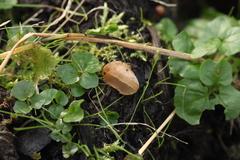 Pezizaceae