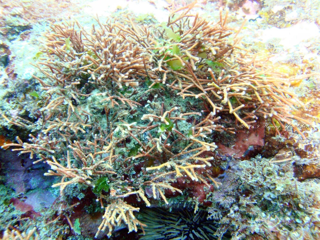 Jania ungulata (Jania ungulata)