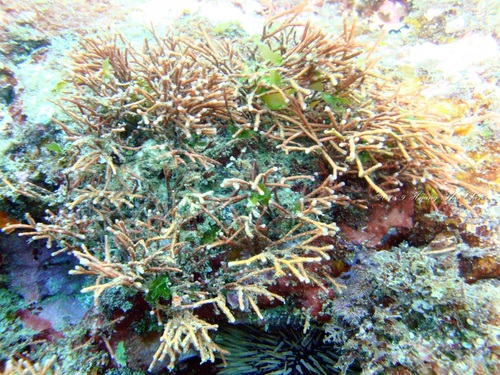 Jania ungulata