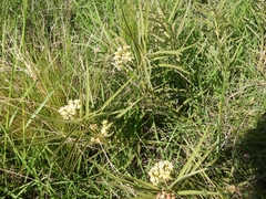 Asclepias mellodora
