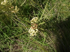 Asclepias mellodora