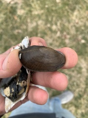 Sagittunio subrostratus