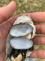 Sagittunio subrostratus