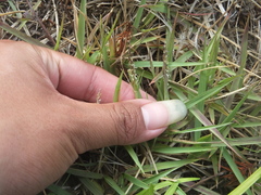 Zoysia
