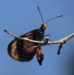Acraea acara