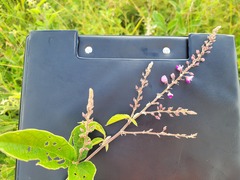 Pseudarthria hookeri