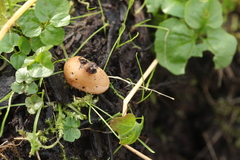 Pezizaceae