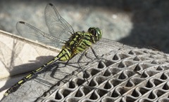 Orthetrum serapia