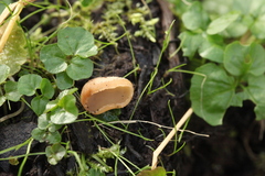 Pezizaceae