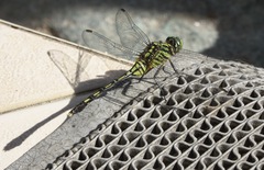 Orthetrum serapia