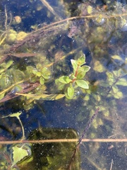 Ludwigia repens