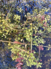 Ludwigia repens