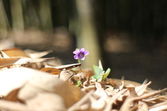 Viola mandshurica
