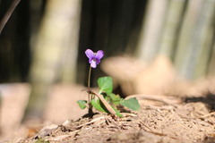 Viola mandshurica