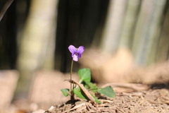 Viola mandshurica