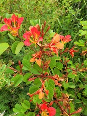 Bauhinia galpinii