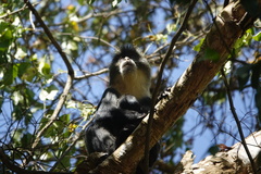 Cercopithecus mitis albogularis