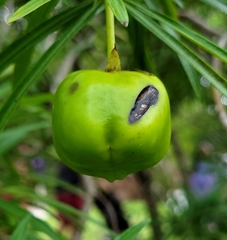 Cascabela thevetia