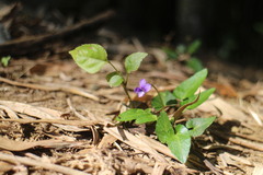 Viola mandshurica