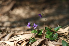 Viola mandshurica