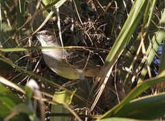 Mimus gundlachii