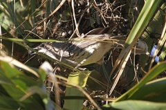 Mimus gundlachii