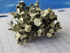 Ramalina