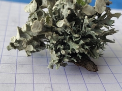 Ramalina