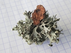 Ramalina