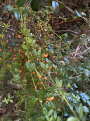 Galium hypocarpium