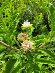 Baccharoides adoensis