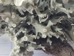 Ramalina