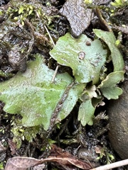 Micranthes virginiensis