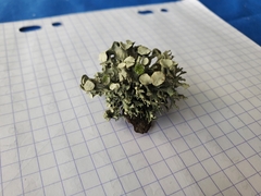 Ramalina
