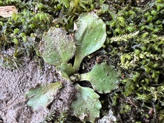 Micranthes virginiensis