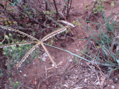 Eustachys paspaloides