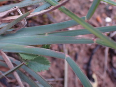 Eustachys paspaloides